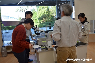 アドベンチャーワールド　ペンギンの赤ちゃん