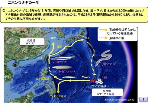 ウナギ 絶滅危惧種 食べていいの