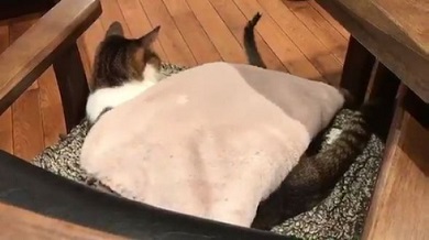 猫 布団泥棒