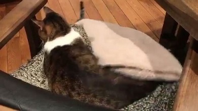 猫 布団泥棒