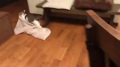 猫 布団泥棒
