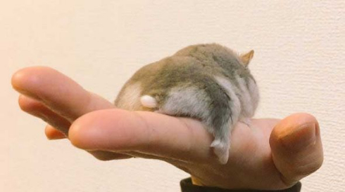 ハムスター おくつろぎモード ハムケツ 癒やし
