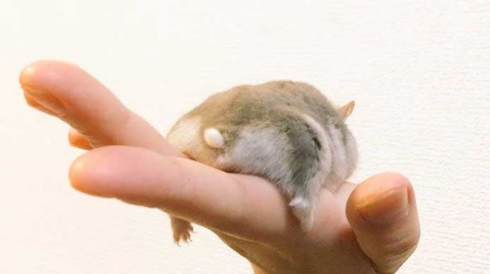 ハムスター おくつろぎモード ハムケツ 癒やし