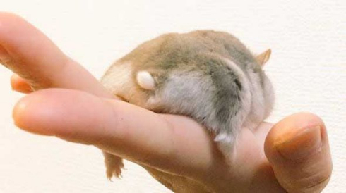 ハムスター おくつろぎモード ハムケツ 癒やし
