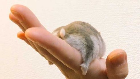 ハムスター おくつろぎモード ハムケツ 癒やし