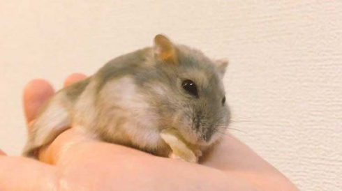 ハムスター おくつろぎモード ハムケツ 癒やし