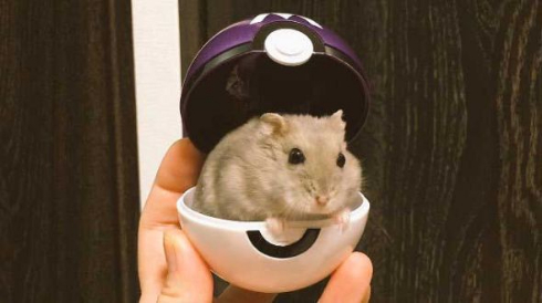 ハムスター おくつろぎモード ハムケツ 癒やし