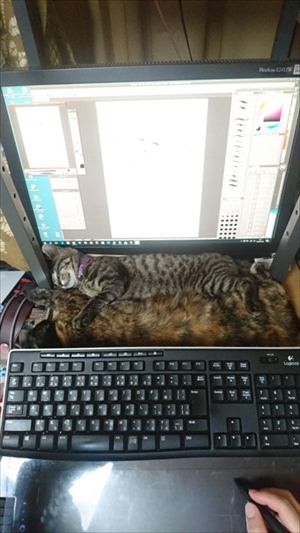 PCディスプレイの前で寝る猫ちゃん