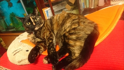 PCディスプレイの前で寝る猫ちゃん