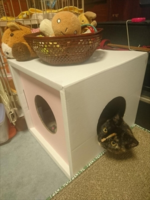PCディスプレイの前で寝る猫ちゃん