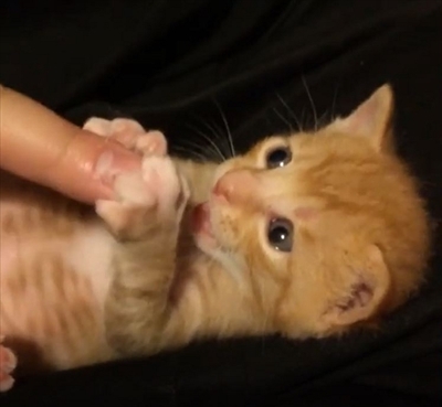 茶トラ猫のコマちゃん