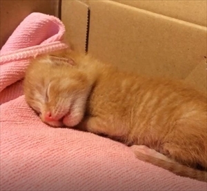 茶トラ猫のコマちゃん