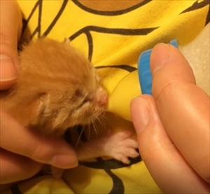 茶トラ猫のコマちゃん