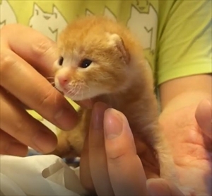 茶トラ猫のコマちゃん