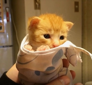 茶トラ猫のコマちゃん