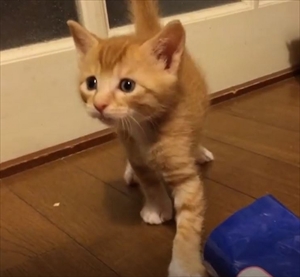 茶トラ猫のコマちゃん