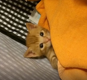 茶トラ猫のコマちゃん