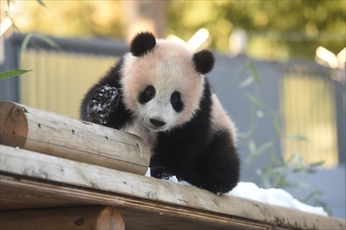 上野動物園パンダ