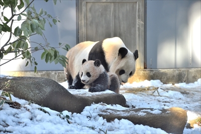 上野動物園パンダ