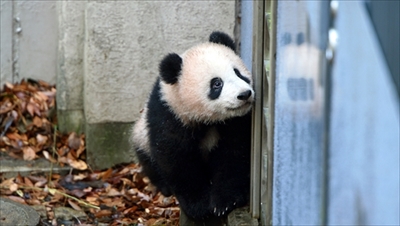 上野動物園パンダ