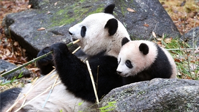 上野動物園パンダ