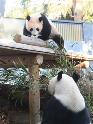 上野動物園パンダ