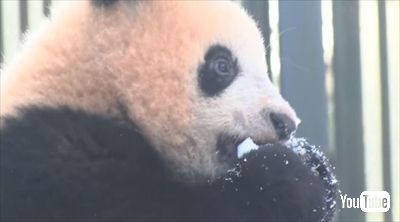上野動物園パンダ