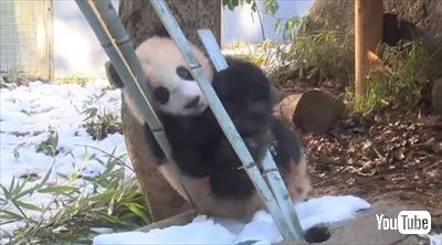 上野動物園パンダ