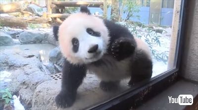 上野動物園パンダ