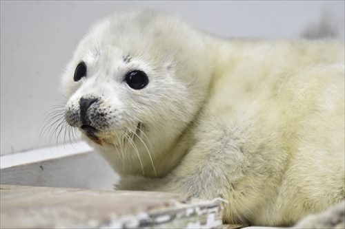 海遊館ゴマフアザラシ