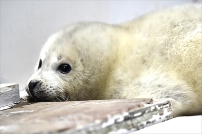 海遊館ゴマフアザラシ