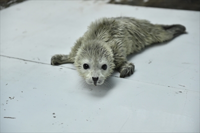 海遊館ゴマフアザラシ