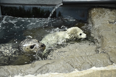 海遊館ゴマフアザラシ