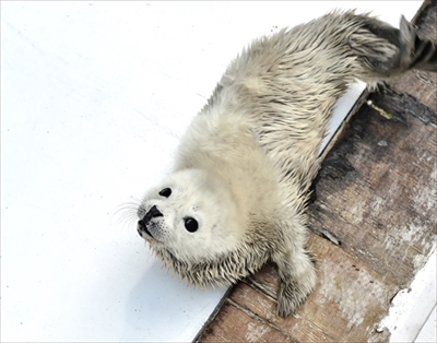 海遊館ゴマフアザラシ