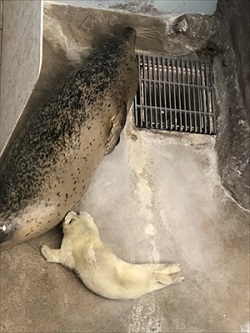 海遊館ゴマフアザラシ