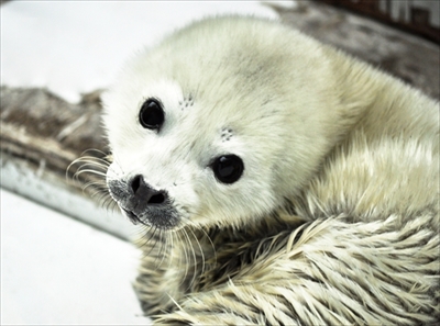 海遊館ゴマフアザラシ
