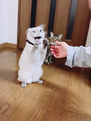 荒ぶる猫・あずきちゃん