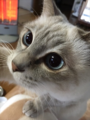 荒ぶる猫・あずきちゃん