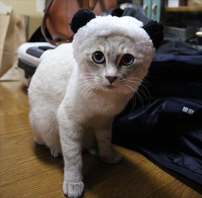 荒ぶる猫・あずきちゃん