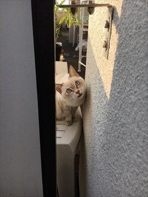 荒ぶる猫・あずきちゃん