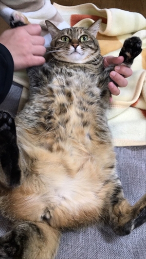 荒ぶる猫・あずきちゃん