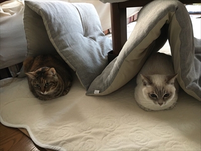 荒ぶる猫・あずきちゃん