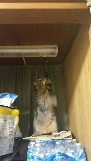 猫 電気 つける 消す 犯人