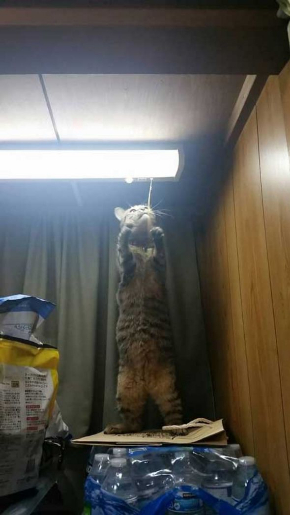 猫 電気 つける 消す 犯人