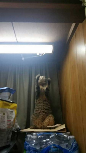 猫 電気 つける 消す 犯人