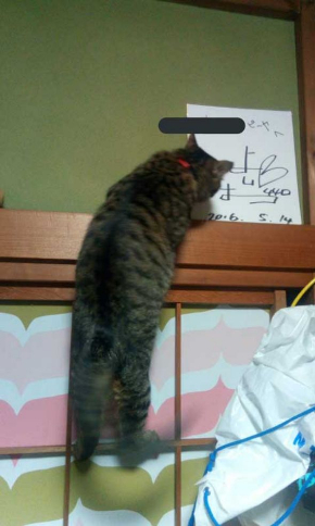 猫 電気 つける 消す 犯人