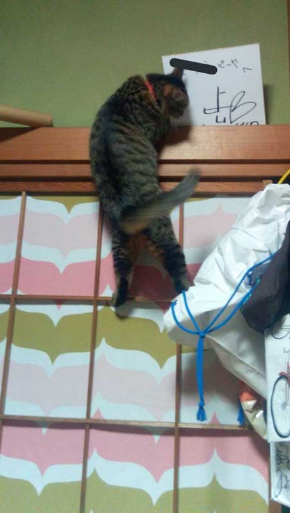 猫 電気 つける 消す 犯人