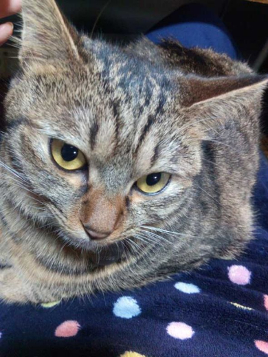 猫 電気 つける 消す 犯人