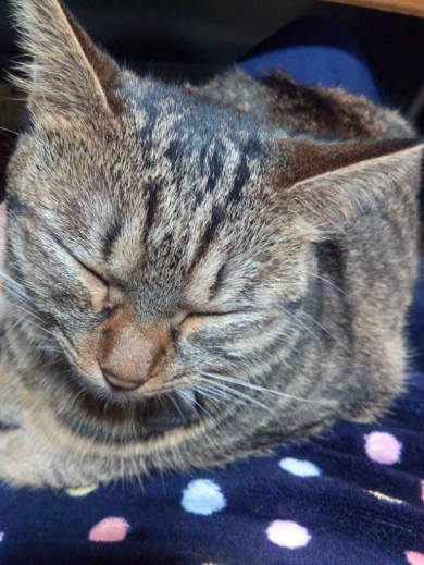 猫 電気 つける 消す 犯人