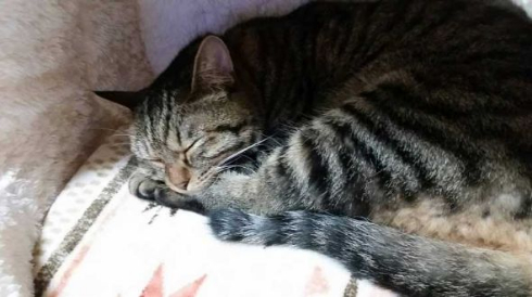 猫 電気 つける 消す 犯人